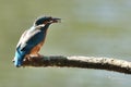 Kingfisher, Scientific name: Alcedinidae Royalty Free Stock Photo
