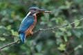 Kingfisher, Scientific name: Alcedinidae