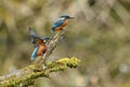 Kingfisher, Scientific name: Alcedinidae