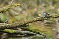 Kingfisher, Scientific name: Alcedinidae