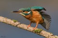 Kingfisher, Scientific name: Alcedinidae