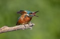 Kingfisher is screaming Royalty Free Stock Photo