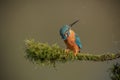 Kingfisher shake Royalty Free Stock Photo