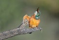 Kingfisher shakes Royalty Free Stock Photo