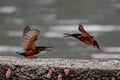 Kingfisher shows domineering against the invaders