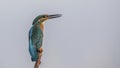 Kingfisher Singing on Roost