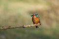 Kingfisher Royalty Free Stock Photo