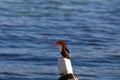 Kingfisher sitting on a boat Royalty Free Stock Photo