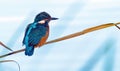kingfisher sitting on a twig Royalty Free Stock Photo