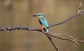Kingfisher fishing in the river Stour in the UK.