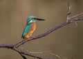 Kingfisher fishing in the river Stour in the UK. Royalty Free Stock Photo