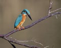 Kingfisher fishing in the river Stour in the UK.