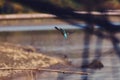 Kingfisher sitting on a branch near the lake. waiting for hunt Alcedinidae colourfully wild bird Royalty Free Stock Photo