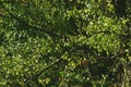 Kingfisher sitting on a branch near the lake. waiting for hunt Alcedinidae colourfully wild bird Royalty Free Stock Photo