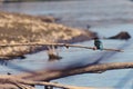 Kingfisher sitting on a branch near the lake. waiting for hunt Alcedinidae colourfully wild bird Royalty Free Stock Photo