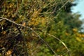 Kingfisher sitting on a branch near the lake. waiting for hunt Alcedinidae colourfully wild bird Royalty Free Stock Photo