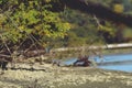 Kingfisher sitting on a branch near the lake. waiting for hunt Alcedinidae colourfully wild bird Royalty Free Stock Photo