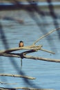 Kingfisher sitting on a branch near the lake. waiting for hunt Alcedinidae colourfully wild bird Royalty Free Stock Photo