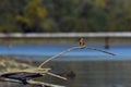 Kingfisher sitting on a branch near the lake. waiting for hunt Alcedinidae colourfully wild bird Royalty Free Stock Photo