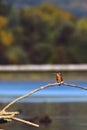 Kingfisher sitting on a branch near the lake. waiting for hunt Alcedinidae colourfully wild bird Royalty Free Stock Photo