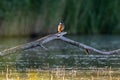 Kingfisher Sitting On Branch Royalty Free Stock Photo