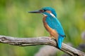 Kingfisher on a branch looking around