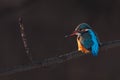 Kingfisher