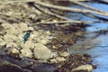 Kingfisher sitting on a stone near the lake. waiting for hunt Alcedinidae colourfully wild bird Royalty Free Stock Photo