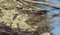 Kingfisher sitting on a stone near the lake. waiting for hunt Alcedinidae colourfully wild bird Royalty Free Stock Photo