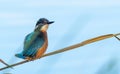 kingfisher sitting on a twig Royalty Free Stock Photo