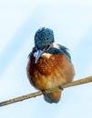 kingfisher sitting on a twig Royalty Free Stock Photo
