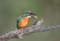 Kingfisher spits out a feather Royalty Free Stock Photo
