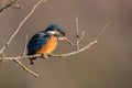 Kingfisher standing at a branch in Salburua, Vitoria, Spain