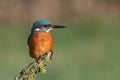 Kingfisher Royalty Free Stock Photo