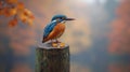 Kingfisher on a stump, autumnal backdrop Royalty Free Stock Photo