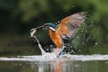 Kingfisher Royalty Free Stock Photo