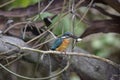 Kingfisher (Taiwan Birds ). Royalty Free Stock Photo