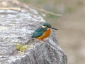 Kingfisher on a Tama River bridge 5 Royalty Free Stock Photo