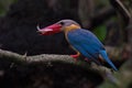 Kingfisher of Thailand collection Royalty Free Stock Photo