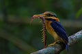 Kingfisher of Thailand collection Royalty Free Stock Photo