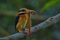Kingfisher of Thailand collection Royalty Free Stock Photo