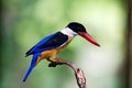 Kingfisher of Thailand collection Royalty Free Stock Photo