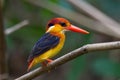 Kingfisher of Thailand collection Royalty Free Stock Photo