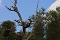 Kingfisher on a tree branch in Rio Chepu, Chile