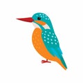 Kingfisher vector. Predatory birds wildlife concept in flat style design.