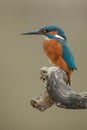 Kingfisher waiting Royalty Free Stock Photo