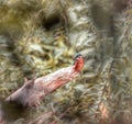 kingfisher waiting on fisch Royalty Free Stock Photo