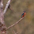 kingfisher waiting for food Royalty Free Stock Photo