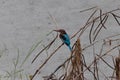 Kingfisher waiting for its prey Royalty Free Stock Photo