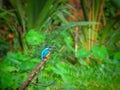 Kingfisher waiting for prey Royalty Free Stock Photo